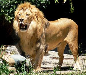 The big 5 African Lion